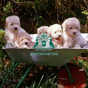 Komondor puppies Komondor puppies