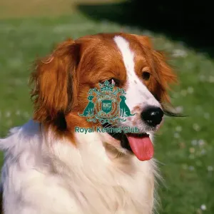 Kooikerhondje (Noncc) Kooikerhondje (Noncc)