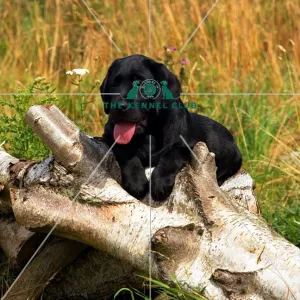 Labrador Puppy