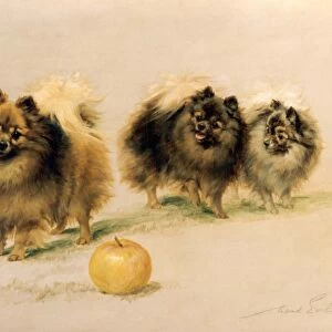 Lady Wavertrees Pomeranians