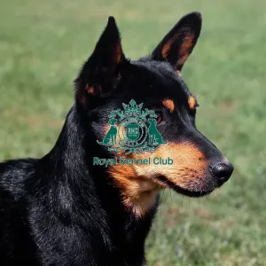 Lancashire Heeler Lancashire Heeler