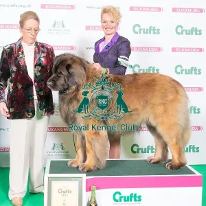 LEONBERGER 2nd Place Working Group