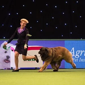 LEONBERGER Best of Breed