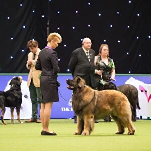 Leonberger Best of Breed Crufts 2017
