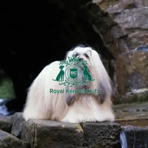 Lhasa Apso Lhasa Apso