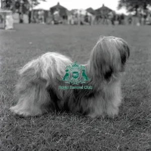 Lhasa Apso Lhasa Apso