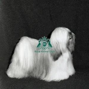 Lhasa Apso Lhasa Apso