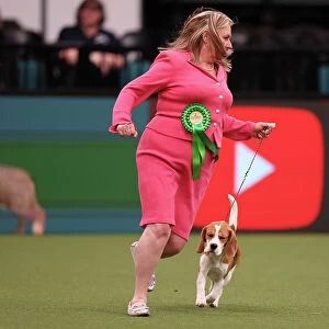 Linda and Pam Havard from Spalding with Tiana, a Beagle, which was the Best of Breed winner today (Saturday 11. 03. 23), the third day of Crufts 2023, at the NEC Birmingham