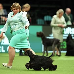 Lisa Nelson from Lancashire with Felicia, an American Cocker Spaniel, which was the Best of Breed winner today (Thursday 09. 03. 23), the first day of Crufts 2023, at the NEC Birmingham