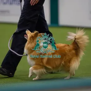Lisa Sergiew and Saffron competing in Obedience, Crufts 2025 Lisa Sergiew and Saffron competing in Obedience, Crufts 2025