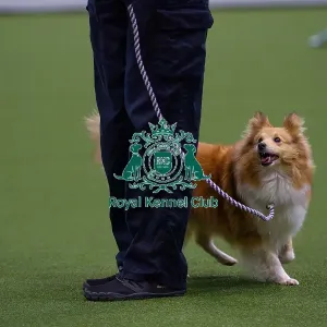 Lisa Sergiew and Saffron competing in Obedience, Crufts 2025 Lisa Sergiew and Saffron competing in Obedience, Crufts 2025