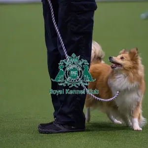 Lisa Sergiew and Saffron competing in Obedience, Crufts 2025 Lisa Sergiew and Saffron competing in Obedience, Crufts 2025