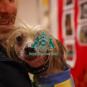 Lola the Chinese Crested in Discover Dogs