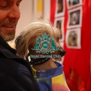 Lola Chinese Crested in Discover Dogs