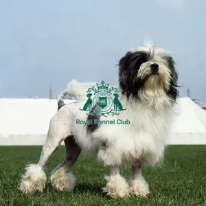 Lowchen (Little Lion Dog)