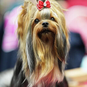 Lucie Fialova from Czech Republic with Cirilla, a Yorkshire Terrier, (Sunday 12. 03. 23), the last day of Crufts 2023, at the NEC Birmingham