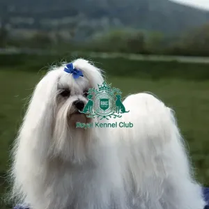 Maltese