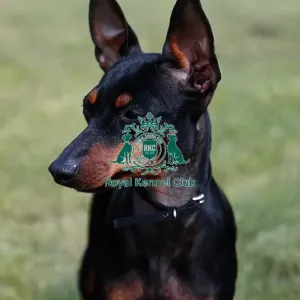 Manchester Terrier Manchester Terrier