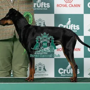 Manchester Terrier Best of Breed Crufts 2026