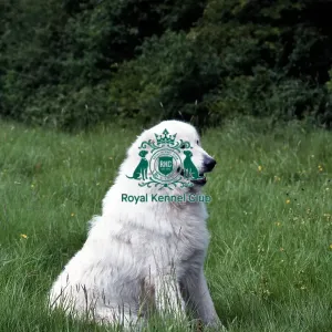 Maremma Sheepdog Maremma Sheepdog