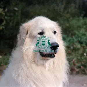 Maremma Sheepdog Maremma Sheepdog