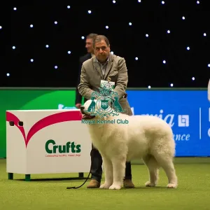 Maremma Sheepdog