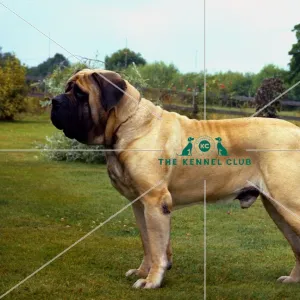 Mastiff