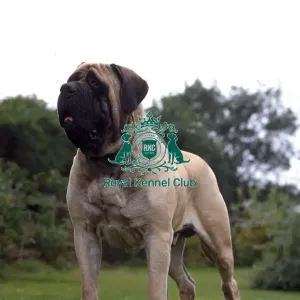 Mastiff Mastiff