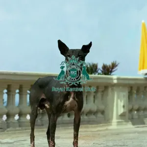 Mexican Hairless (Standard) Mexican Hairless (Standard)