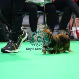 Miniature Long-haired dachshunds competing for the best of breed award at Crufts 2025