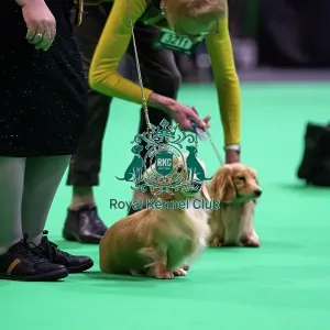 Miniature Long-haired dachshunds competing for the best of breed award at Crufts 2025