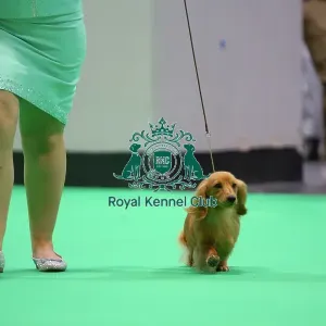 Miniature Long-haired dachshunds competing for the best of breed award at Crufts 2025