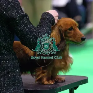 Miniature Long-haired dachshunds competing for the best of breed award at Crufts 2025