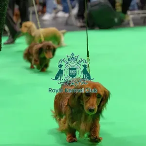 Miniature Long-haired dachshunds competing for the best of breed award at Crufts 2025