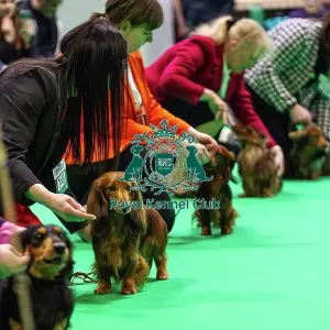 Miniature Long-haired dachshunds competing for the best of breed award at Crufts 2025