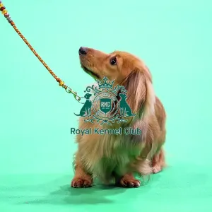 Miniature Long-haired dachshunds competing for the best of breed award at Crufts 2025