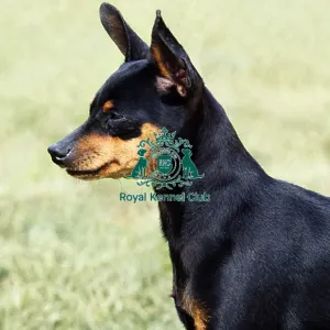Miniature Pinscher