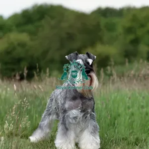 Miniature Schnauzer Miniature Schnauzer