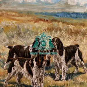 Mrs. Santers English Springer Spaniels