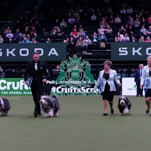 Ms R Salter with the Irisaddition Bearded Collie team winners of the Breeders competition final
