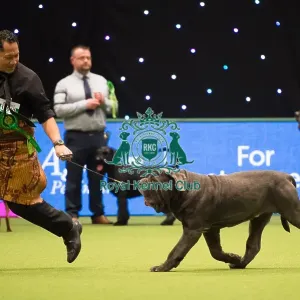 Neapolitan Mastiff (Noncc)