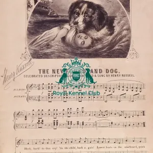 The Newfoundland Dog