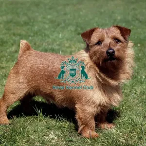 Norfolk Terrier Norfolk Terrier