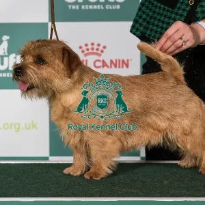 Norfolk Terrier BOB