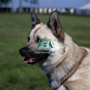 Norwegian Buhund Norwegian Buhund