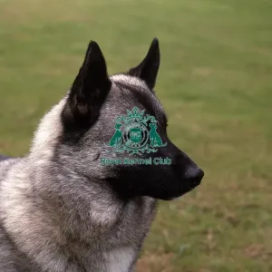 Norwegian Elkhound Norwegian Elkhound