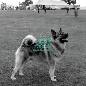 Norwegian Elkhound Norwegian Elkhound