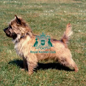 Norwich Terrier Norwich Terrier