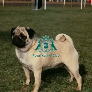 Pug