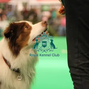 Have a go obedience display